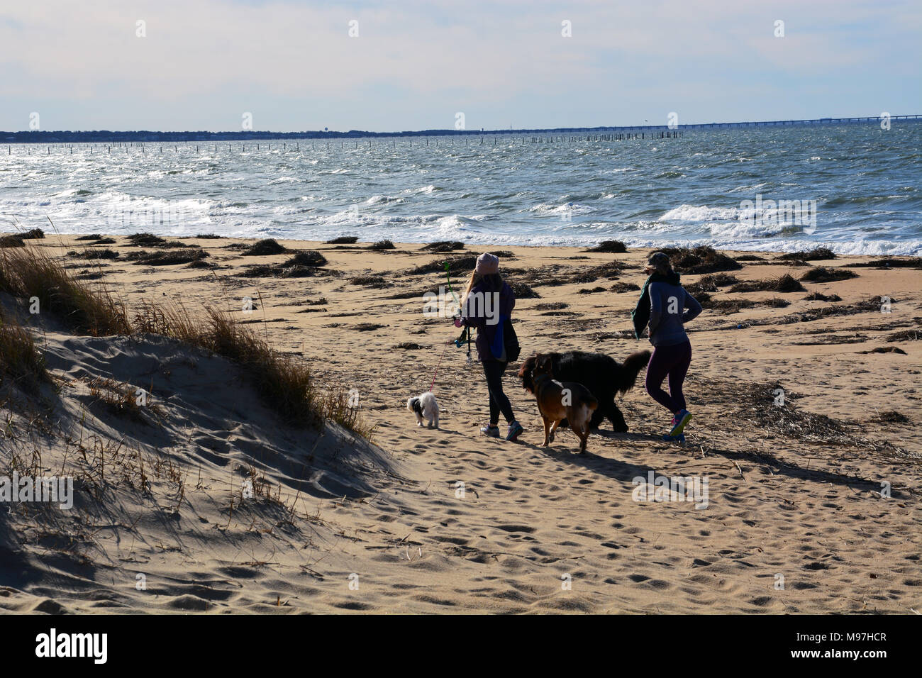Zwei Frauen gehen ihre Hunde am Strand entlang auf den ersten Landing State Park in Virginia Beach, Virginia. Stockfoto