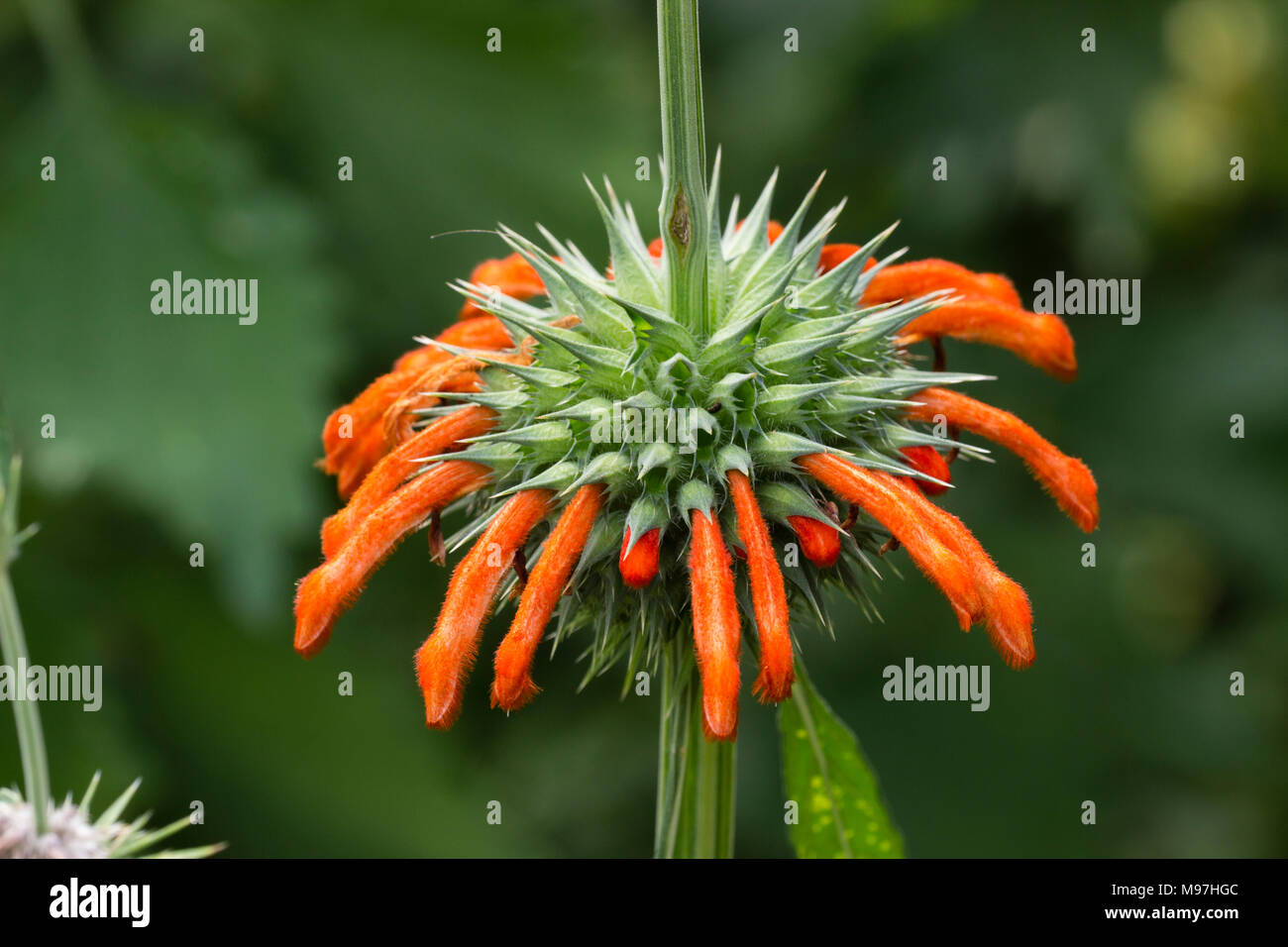 Nahaufnahme von einem einzigen Wirtel der Blumen auf der Spitze des halben winterharte immergrüne Strauch, Leonotis Leonurus Stockfoto