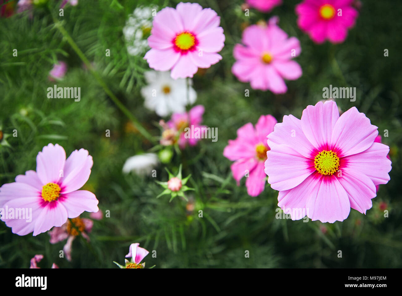 Rosa Pflanzen Natur Garten Kosmos Blume cosmea Stockfotografie - Alamy