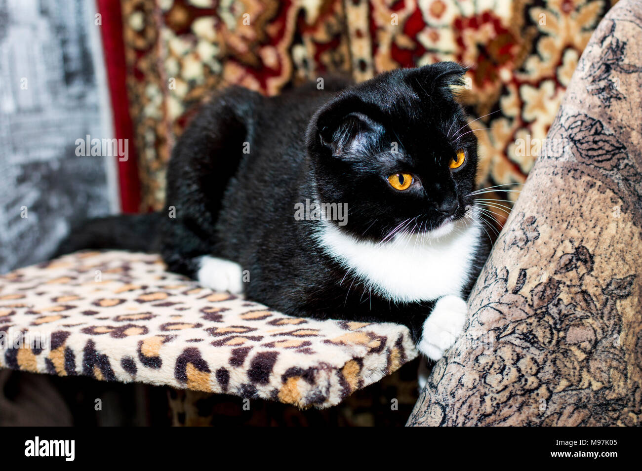 Schöne schwarze Scottish Fold Katze, schöne Katzen im Haus Thema Stockfoto