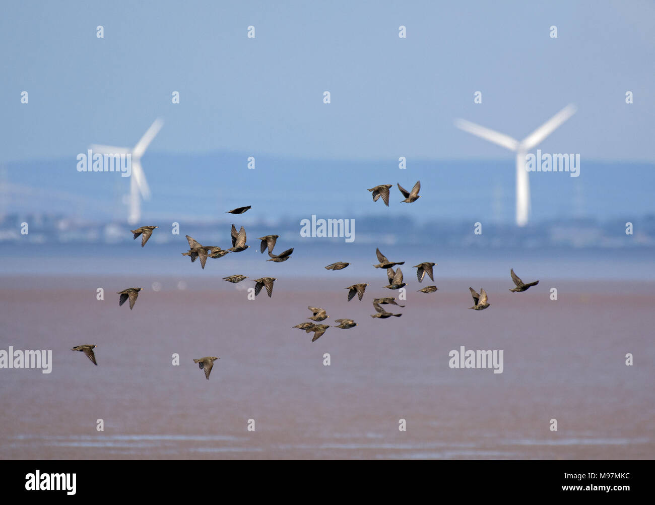 Starling, Sturnus vulgaris, Flying in Front von Windkraftanlagen, Morecambe Bay, Lancashire, Großbritannien Stockfoto