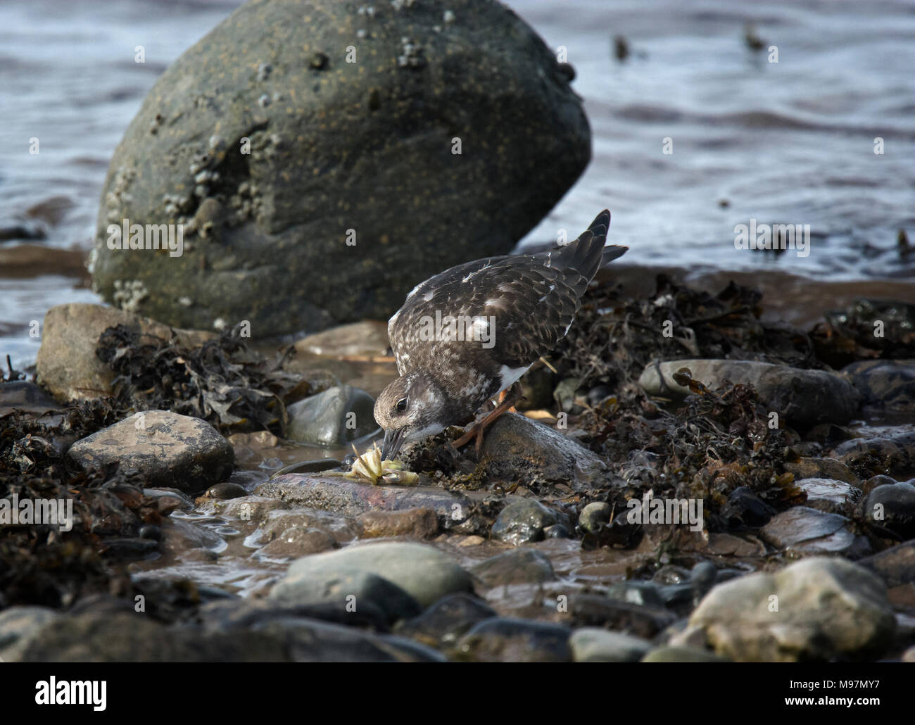 Ruddy Steinwälzer, Arenaria Interpres, juvenile ernähren sich von Krabben auf Felsen am Meer, Knott Ende am Meer, Lancashire, England, UK Stockfoto