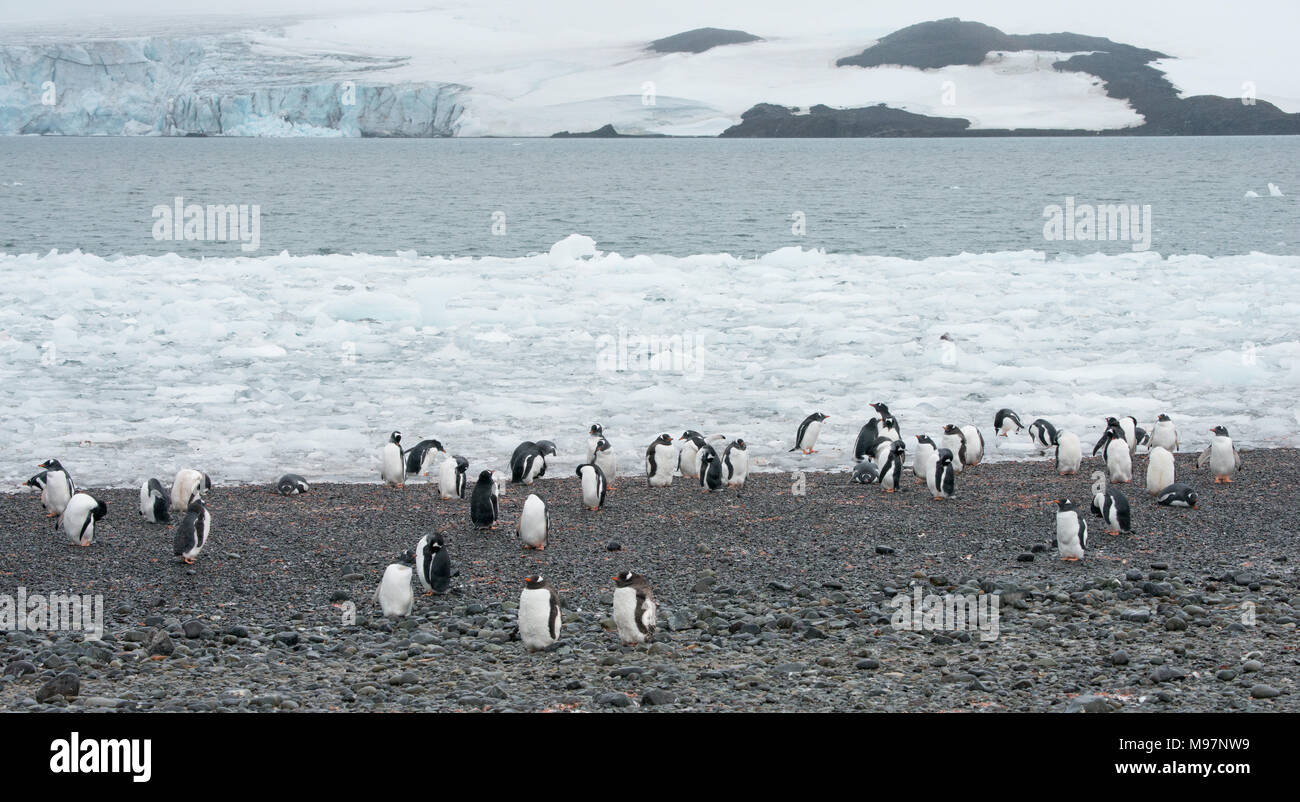 Ein Gentoo Penguin (Pygoscelis papua) Kolonie auf einer felsigen Küste in der Antarktis Stockfoto