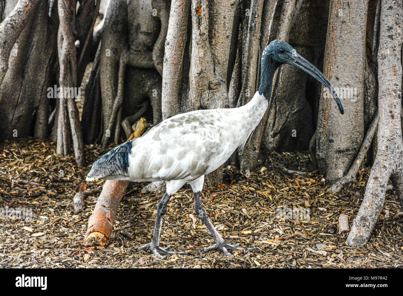 Ibis im botanischen Garten in Sidney Australien Stockfoto