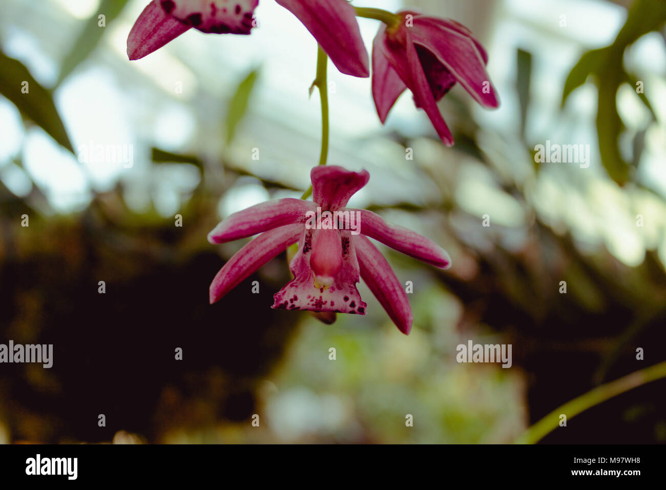 Coelogyne speciosa ist ein coomonly und frei verfügbare Orchidee. Stockfoto