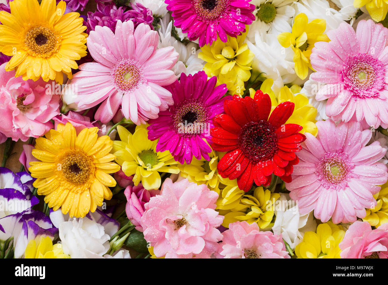 Die Gerbera und anderen bunten Blumen als natürlichen Hintergrund Bild mit weißen, gelben, roten und rosa Blüten - Flach Fotografie angeordnet Stockfoto