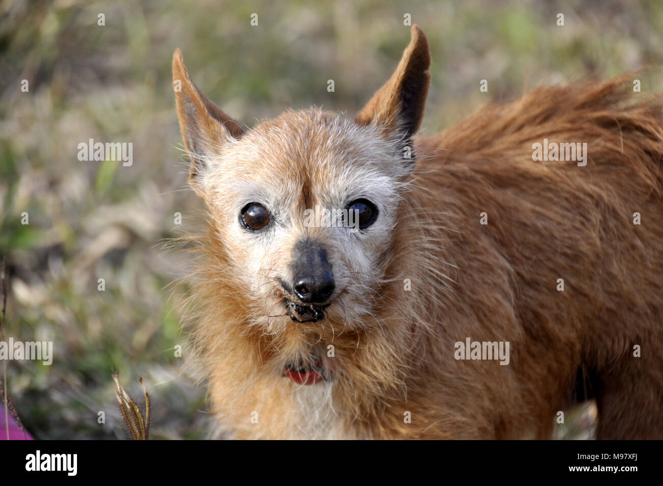 Hunde, KLEINE ALTE HUND Stockfoto