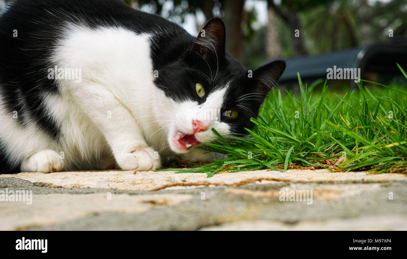 Schwarze und weiße Katze essen Gras draussen. Stockfoto