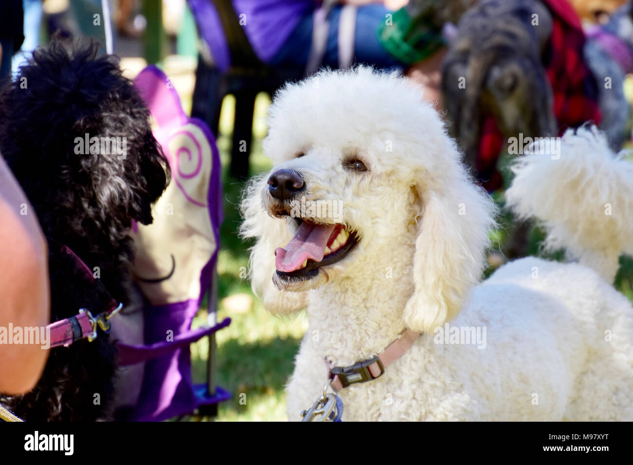 Hunde. Großer weißer Pudel Stockfoto