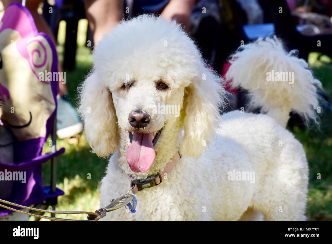 Hunde. Großer weißer Pudel Stockfoto