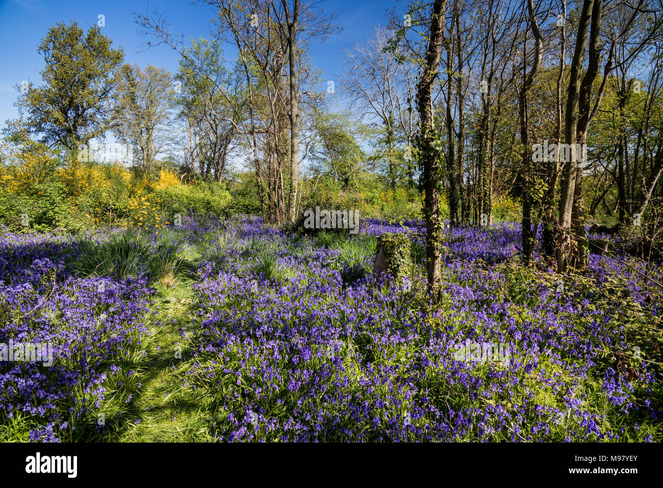 Bluebell in einem englischen Waldland, Racton, in der Nähe von Lordington und Funtington, Chichester, West Sussex, Großbritannien Stockfoto