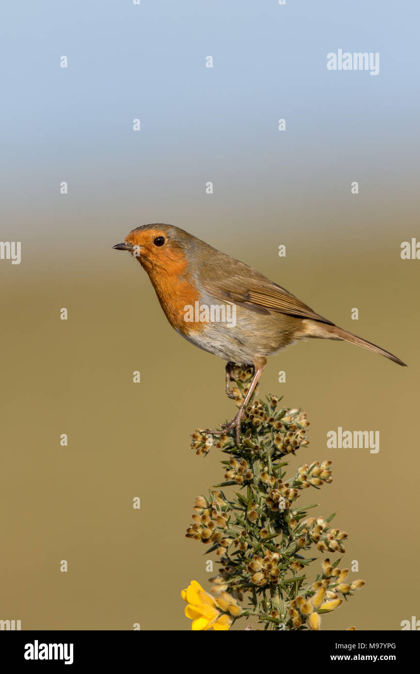 Robin thront auf blühenden Ginster Stockfoto