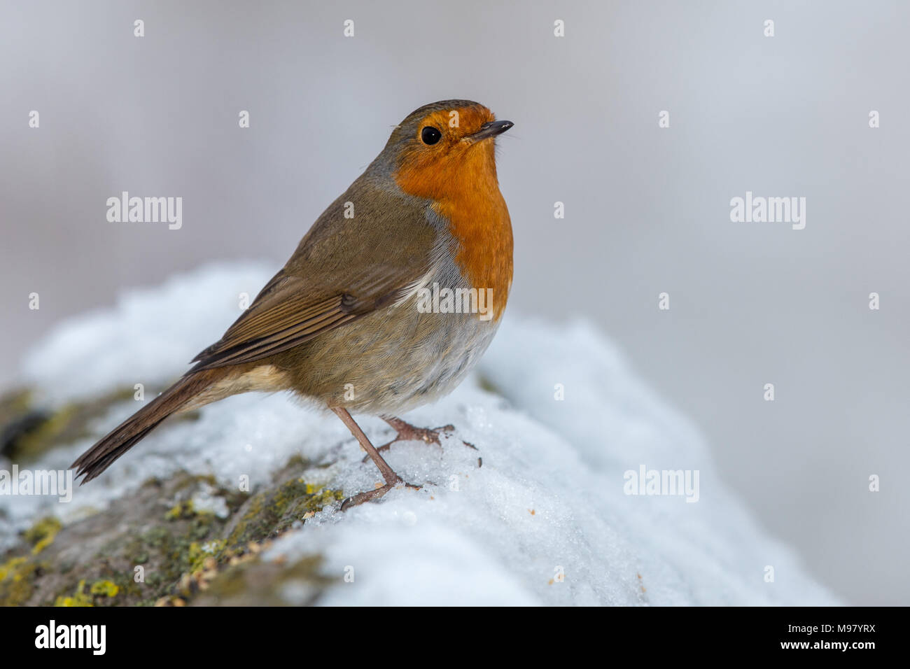 Robin sitzen auf schneebedeckten Felsen Stockfoto