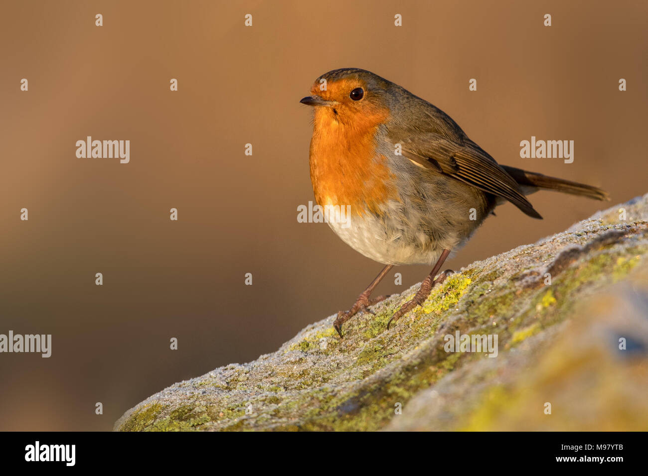 Robin sitzen auf Flechten bedeckt Rock Stockfoto