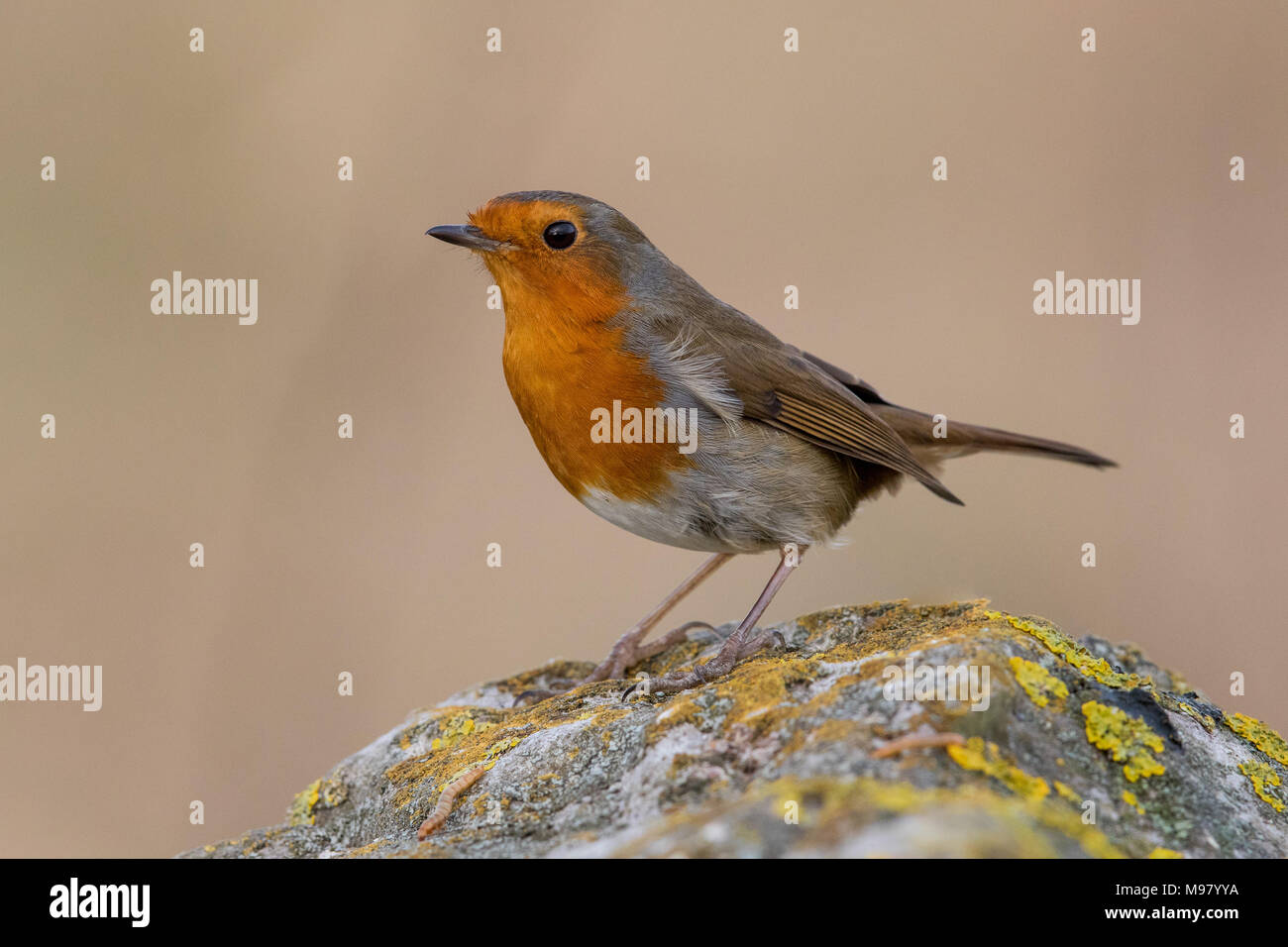 Robin sitzen auf Flechten bedeckt Rock Stockfoto