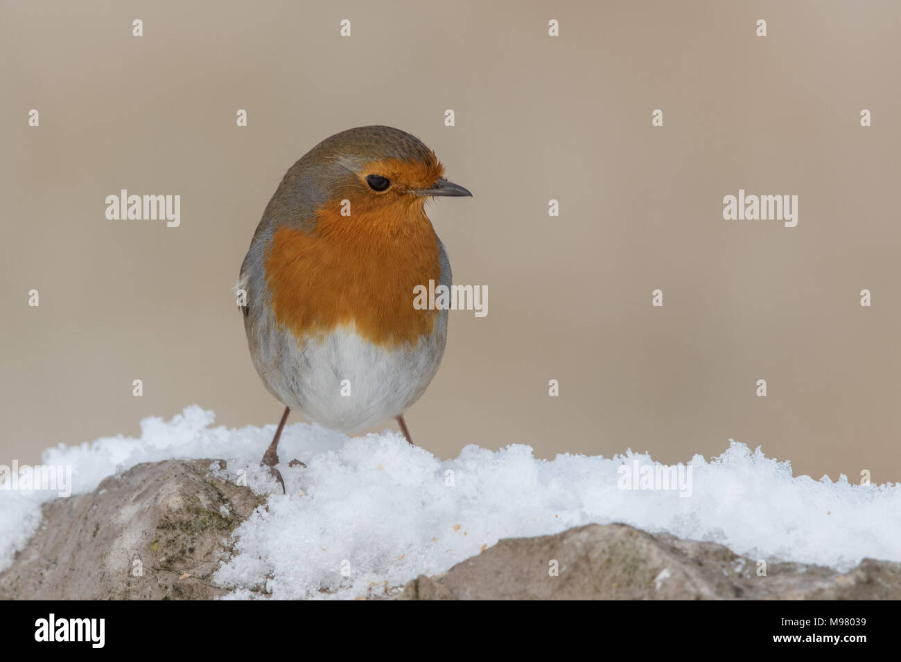 Robin sitzen auf schneebedeckten Felsen Stockfoto