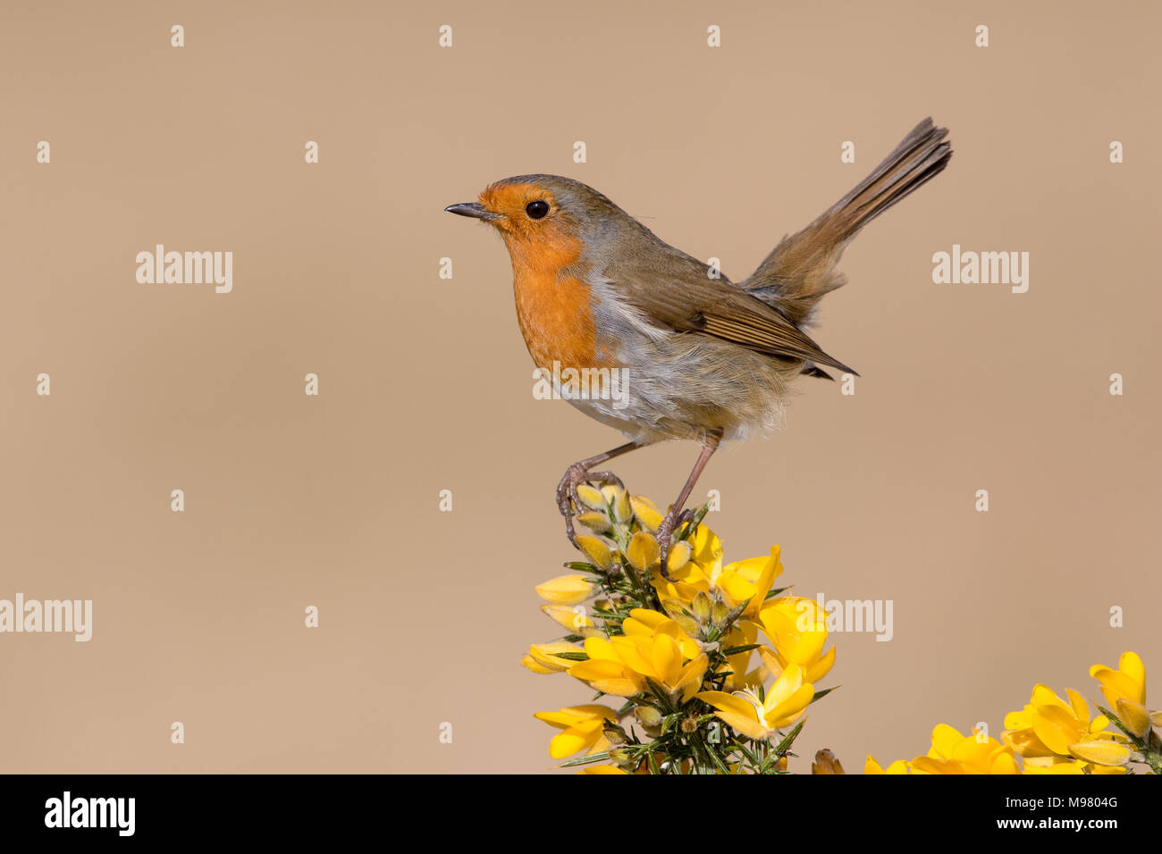 Robin thront auf blühenden Ginster Stockfoto