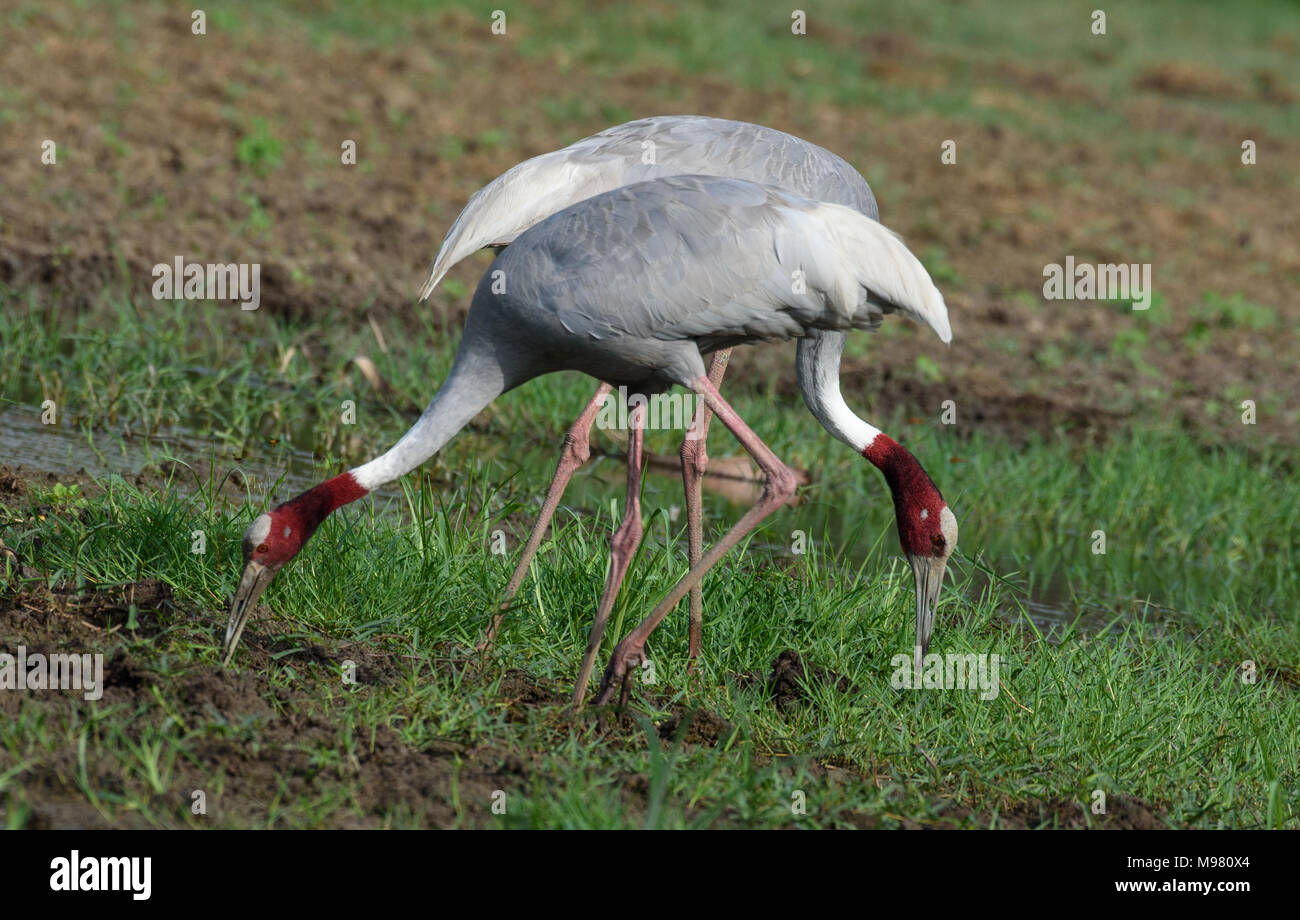 Indische sarus crane Paar Stockfoto