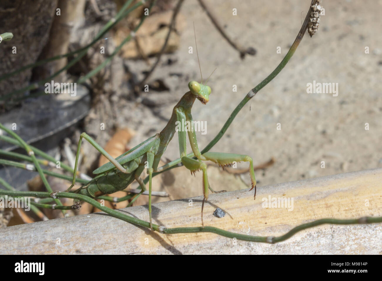Mantis Religiosa Gottesanbeterin, Mantis, Spanien Stockfoto