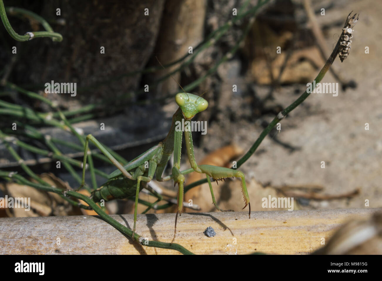 Mantis Religiosa Gottesanbeterin, Mantis, Spanien Stockfoto