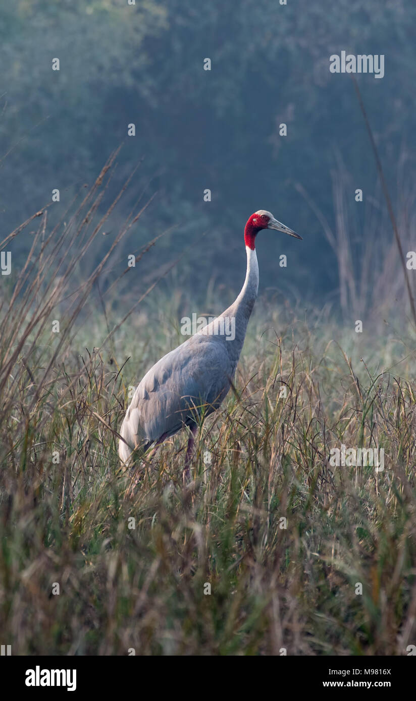 Indische sarus crane Paar Stockfoto