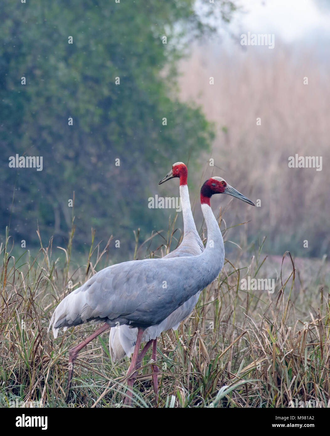 Indische sarus crane Paar Stockfoto