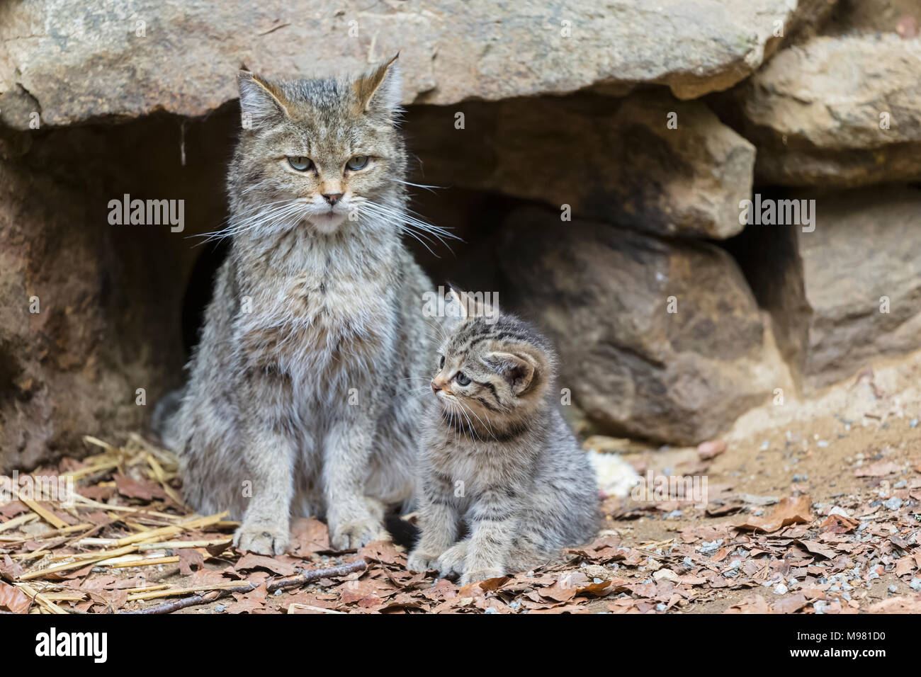 Deutschland, Nationalpark Bayerischer Wald, Tier Freigelände Neuschoenau, wilde Katzen, Felis silvestris, Mutter Tier mit jungen Tier Stockfoto