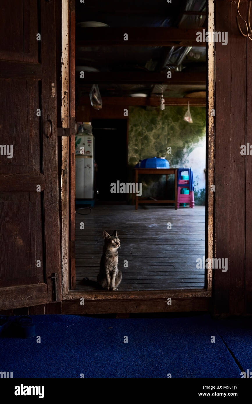 Cat dunkles Neben einer Tür, die in einen schwimmenden Markt Inle See, Myanmar. Stockfoto