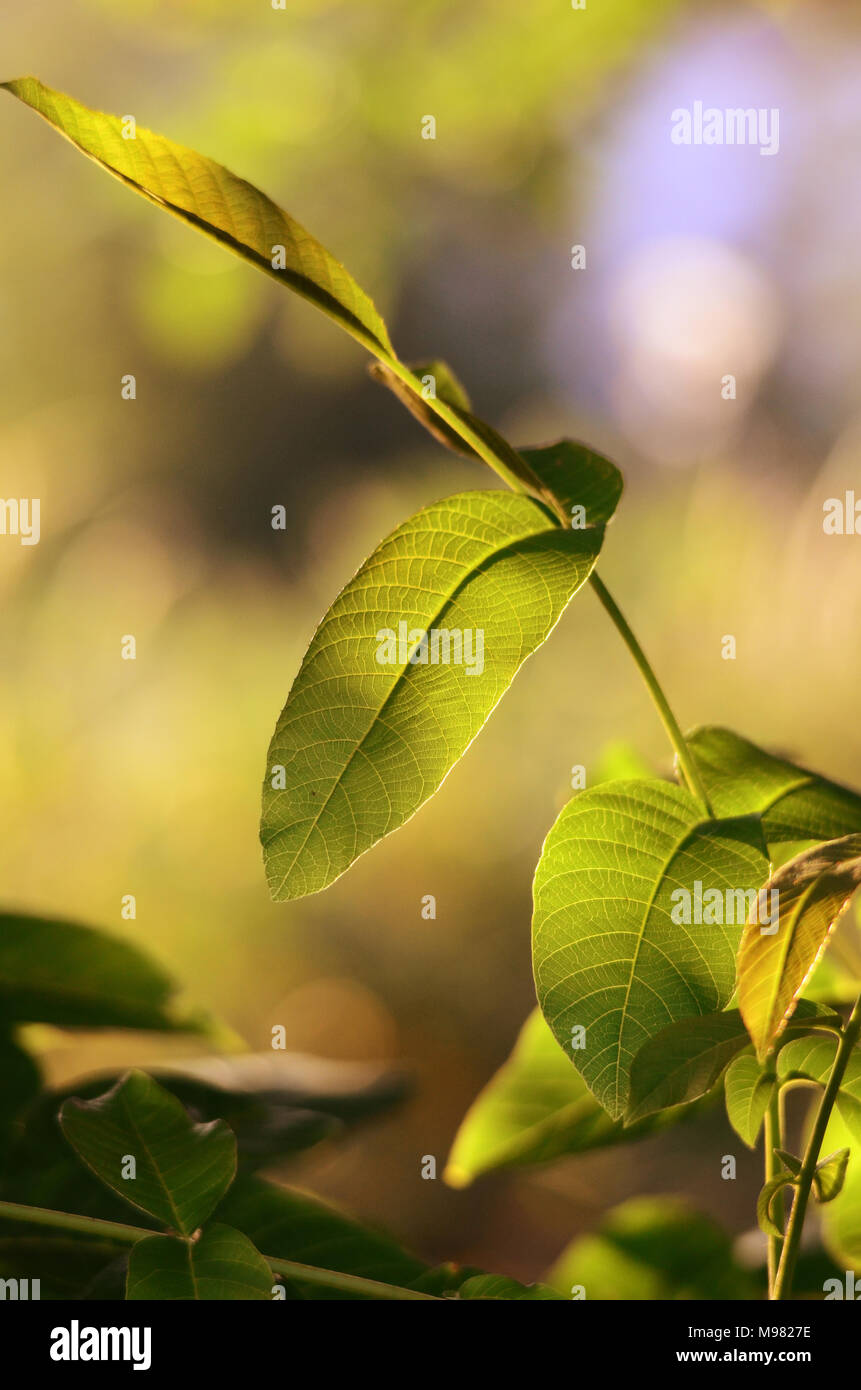 Bild eines Blätter gegen Morgen Sonne Stockfoto