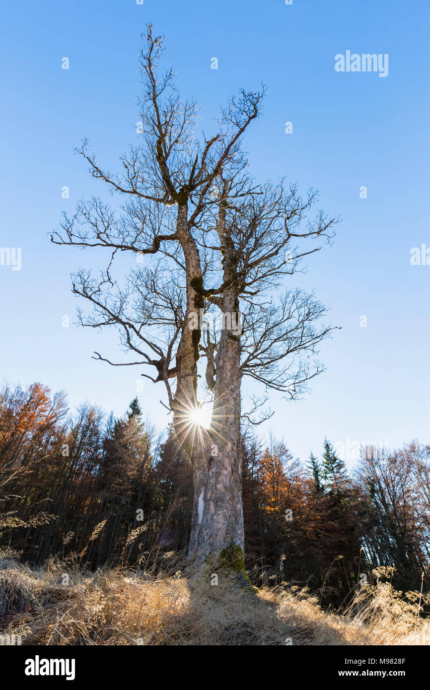 Deutschland, Bayern, Niederbayern, Bayerischer Wald Nationalpark, Hochschachten, sehr alten Buche Stockfoto
