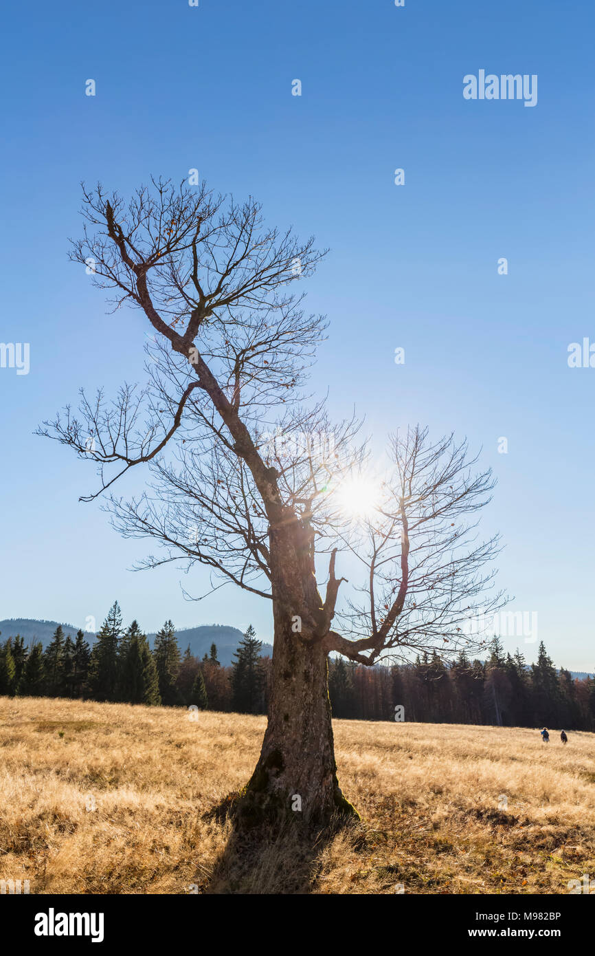 Deutschland, Bayern, Niederbayern, Bayerischer Wald Nationalpark, Hochschachten, sehr alten Buche Stockfoto