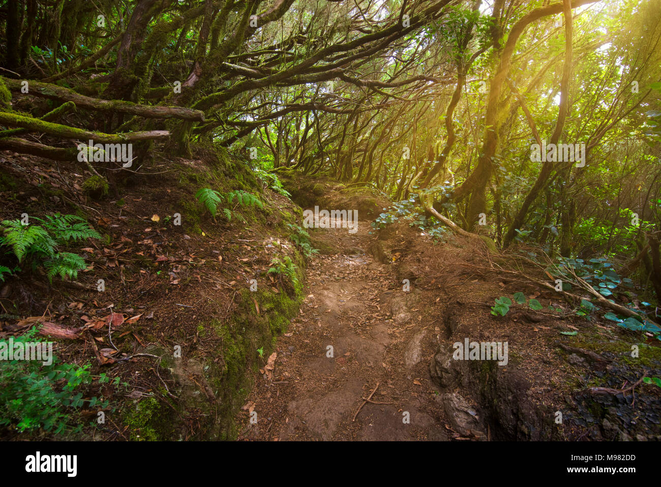 Spanien, Kanarische Inseln, Teneriffa, Anaga Gebirge, Wald, Anschluss Stockfoto