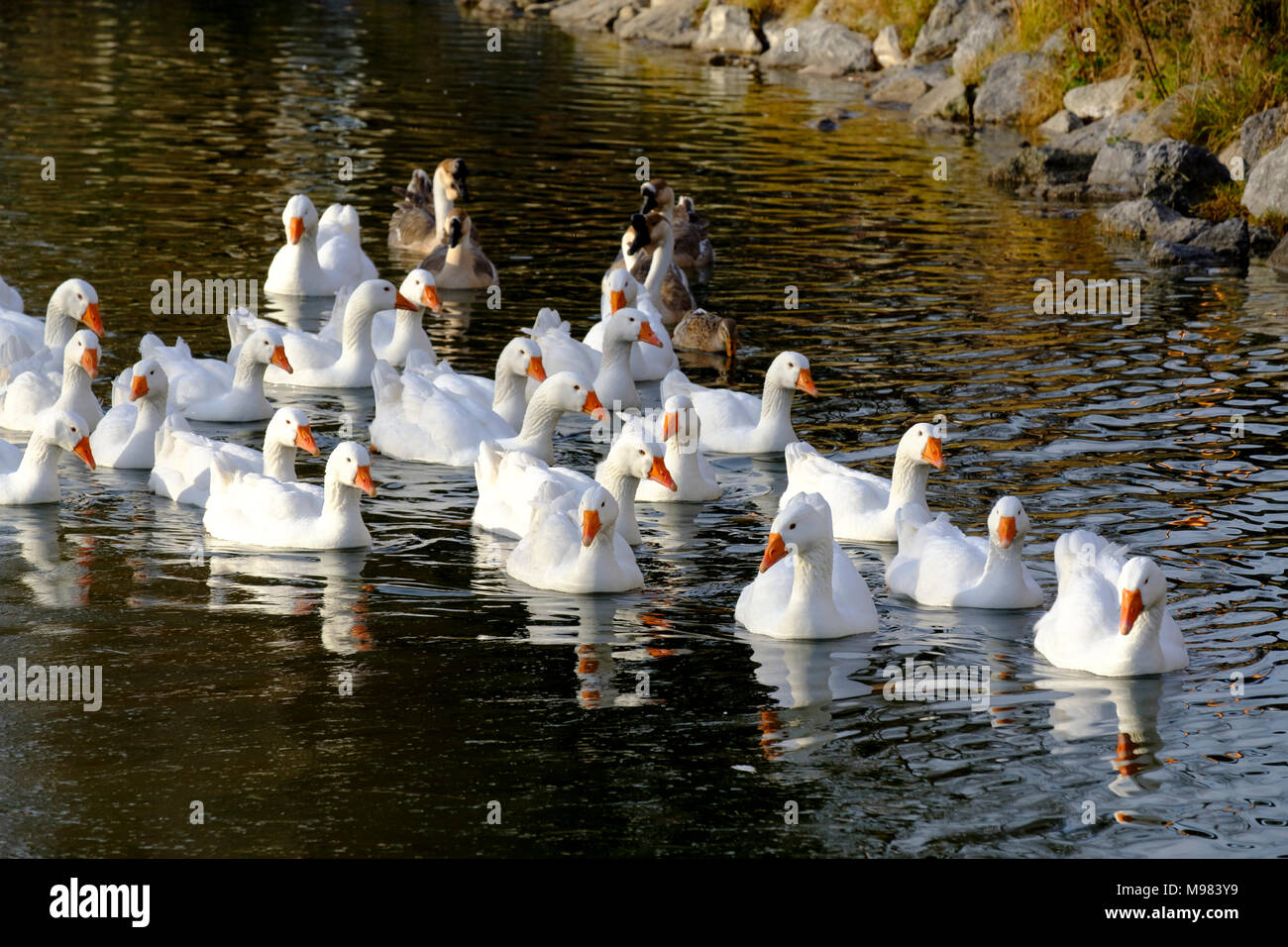 Enten Hausenten in einem Weiher, Föching bei Holzkirchen, Oberbayern, Bayern, Deutschland Stockfoto