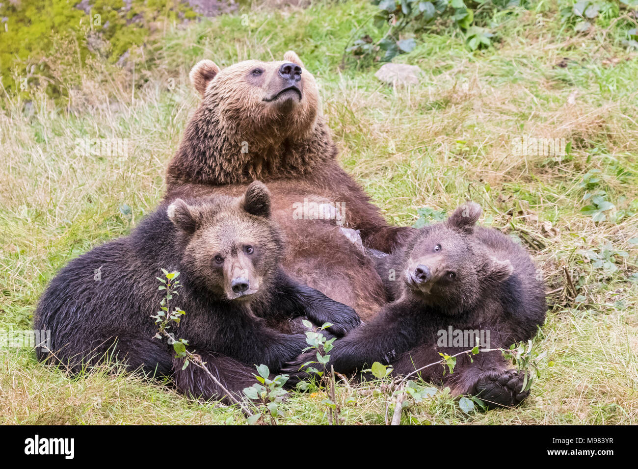 Deutschland, Nationalpark Bayerischer Wald, Tier Freigelände Neuschoenau, Braunbär, Ursus arctos, Mutter Tier mit jungen Tieren, Fütterung Stockfoto