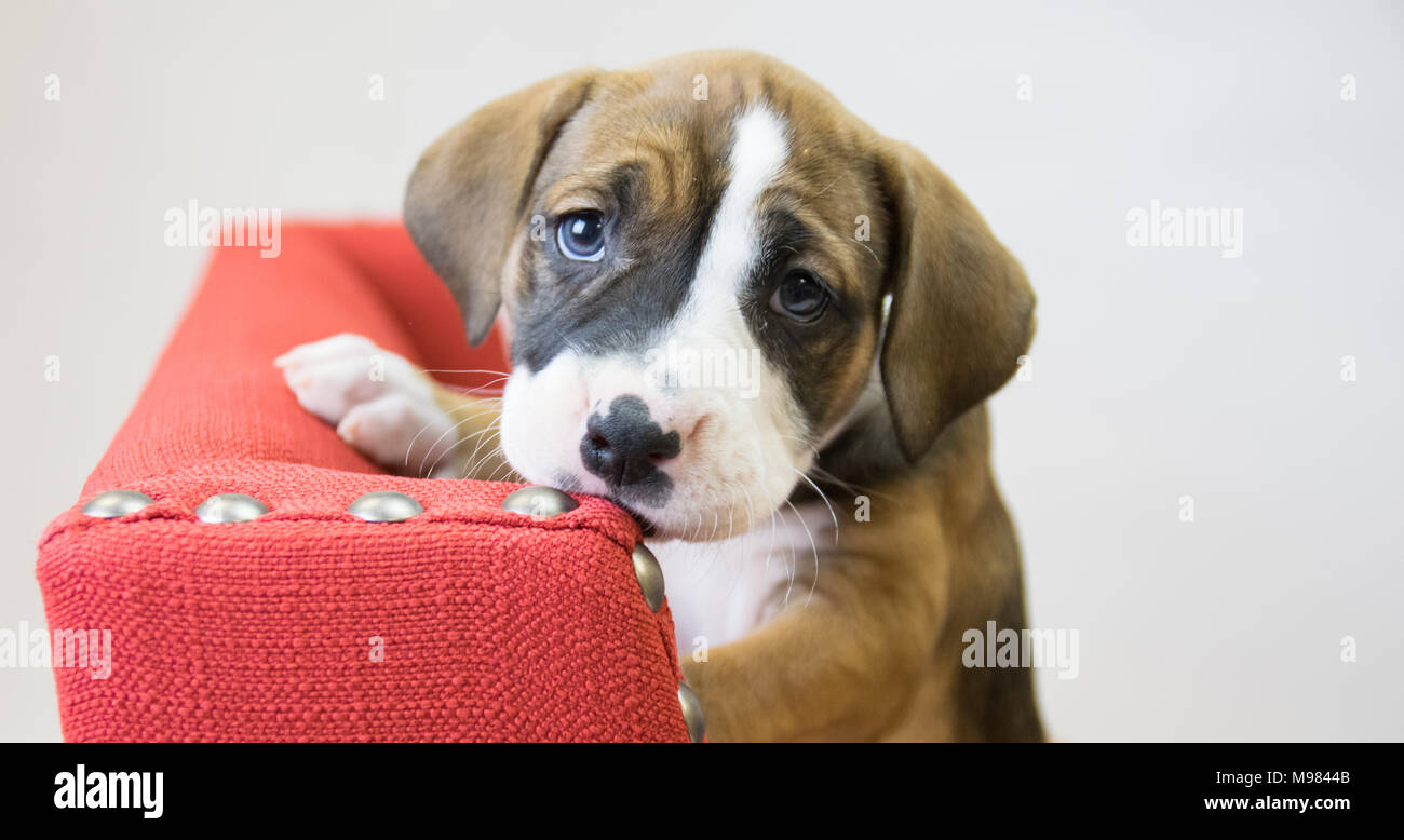 Cute Puppy mit traurigen Augen auf einem roten Sessel. Er schaut in die Kamera. Denken Sie bitte mich adoptieren Stockfoto