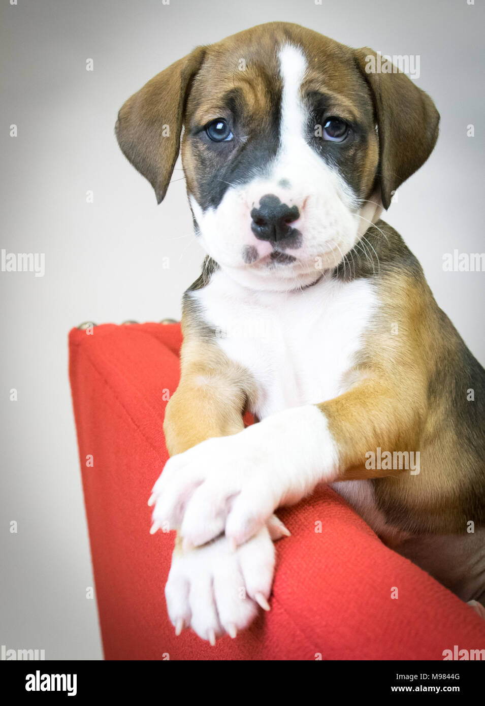 Cute Puppy mit traurigen Augen auf einem roten Sessel. Schaut er in die Kamera und meint: schauen Sie, wie brav Ich bin. Stockfoto