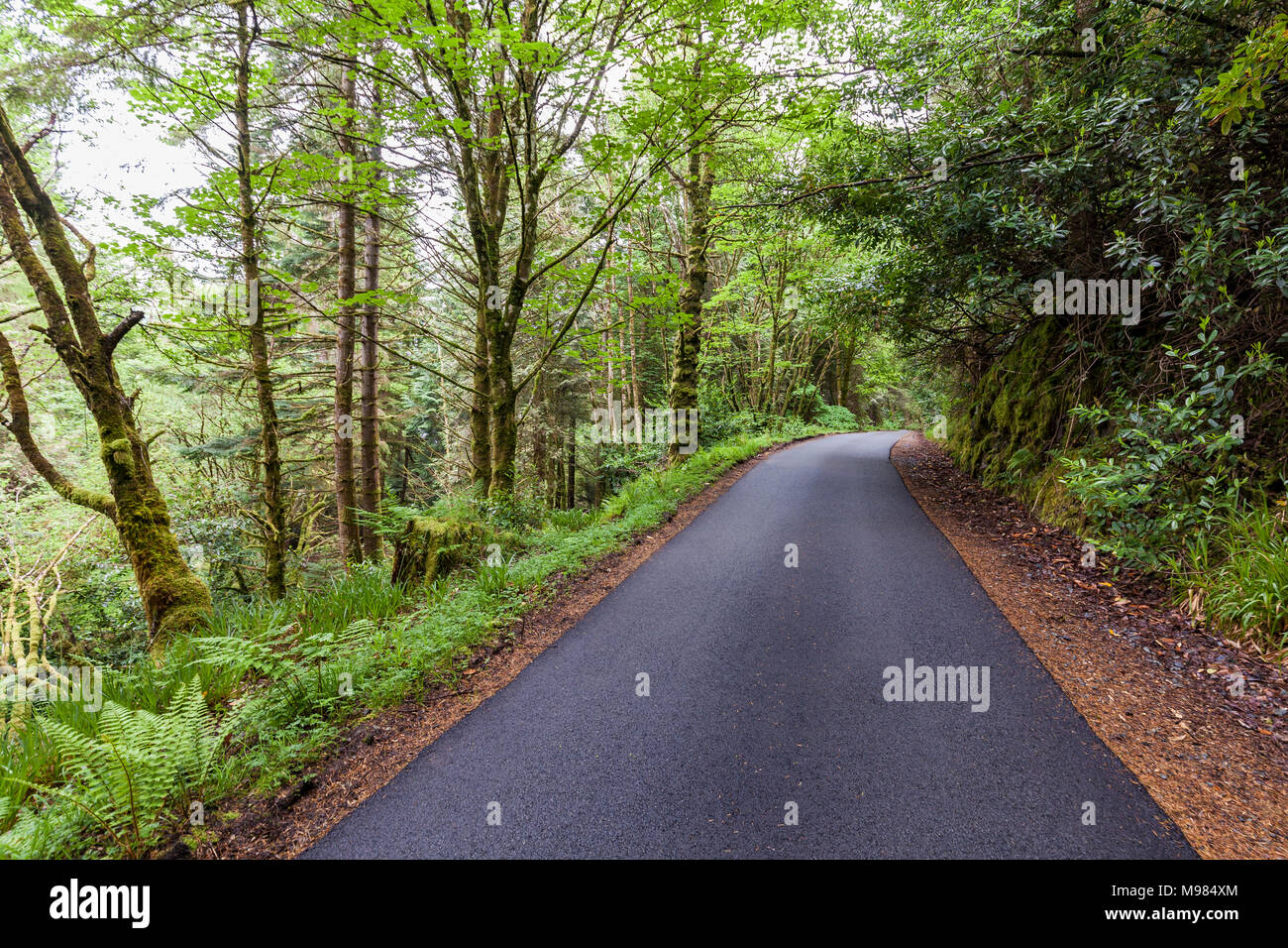 Schottland, Westküste, Highlands, bei Plockton, Straße durch einen dichten Wald, Asphalt, dichte Vegetation, grün, Weg, Richtung Stockfoto