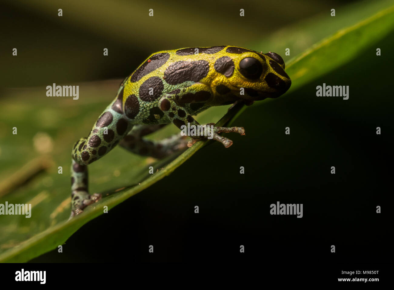 Splash Back Pfeilgiftfrosch (Ranitomeya variabilis) Eine wunderschöne Art der Pfeilgiftfrosch von den nassen Regenwald von Peru, Ecuador und Kolumbien. Stockfoto