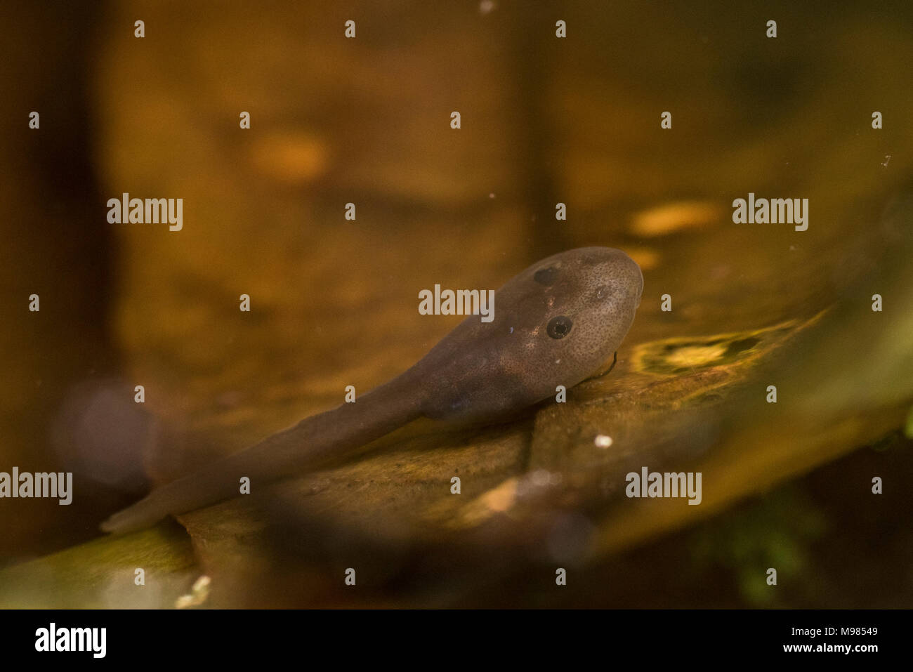 Eine Ranitomeya variabilis Kaulquappe in einen kleinen Pool von Wasser im Dschungel von Peru. Stockfoto