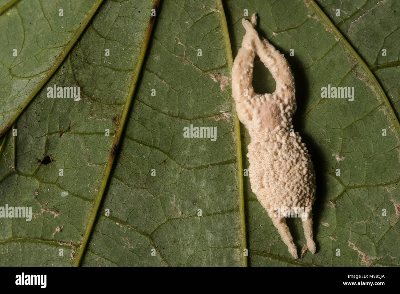 Eine Spinne, deren Körper von einem parasitären Pilz entrissen wurde, die Spinne jetzt tot ist, und die Herstellung von Sporen. In Peru. Stockfoto