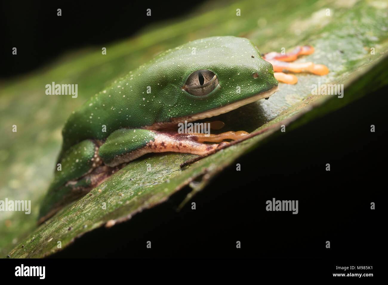 Ein Tiger Bein leaf Frog (Phyllomedusa tomopterna) flacht nach unten und schließt seine Augen, um zu versuchen, sich zu verstecken, sondern es gibt sich ein müde aussehen. Stockfoto