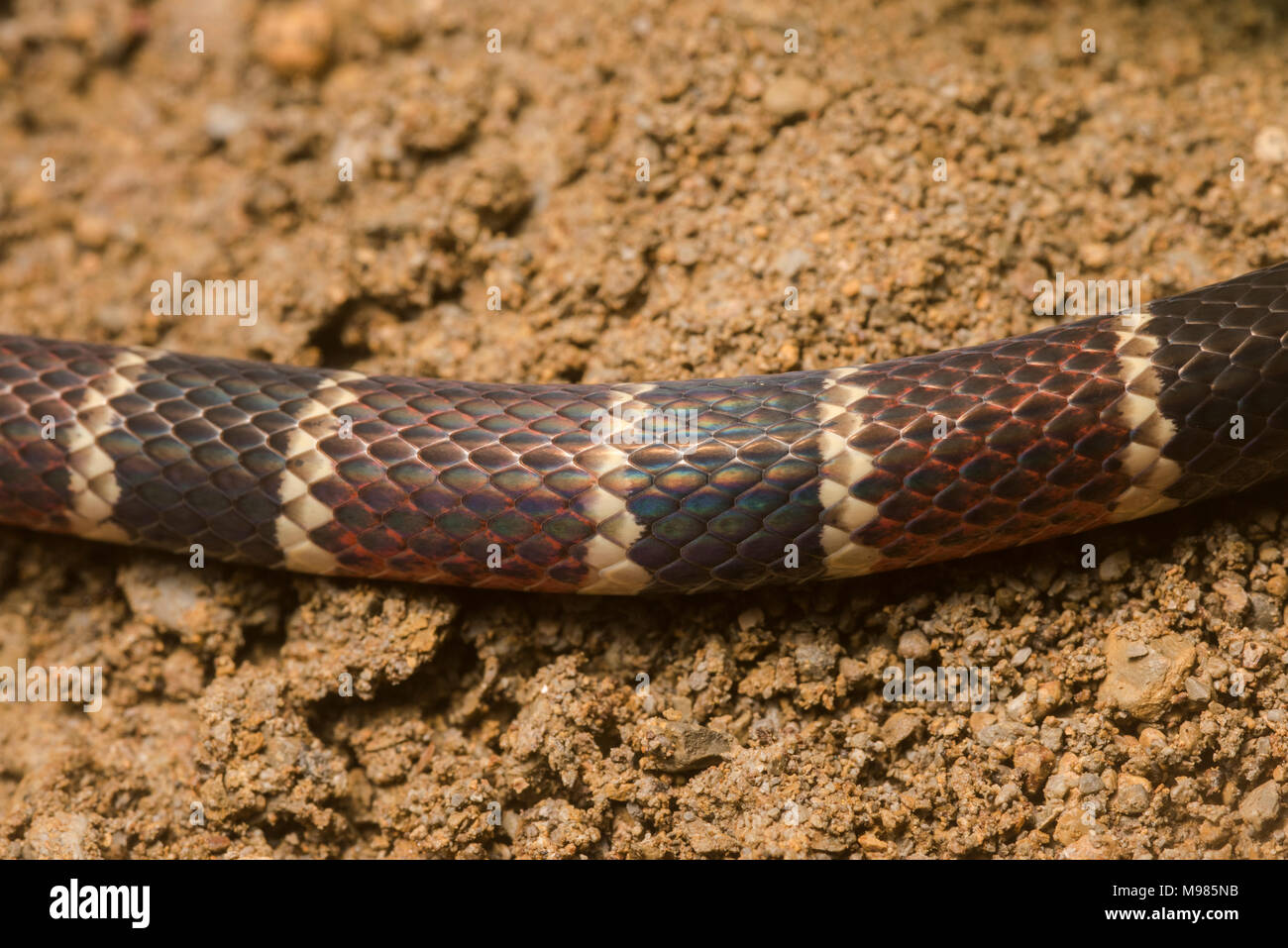 Nahaufnahme der Farbe Bands von einer Peruanischen coral Snake, eine giftige Arten in der Cobra-Familie. Stockfoto