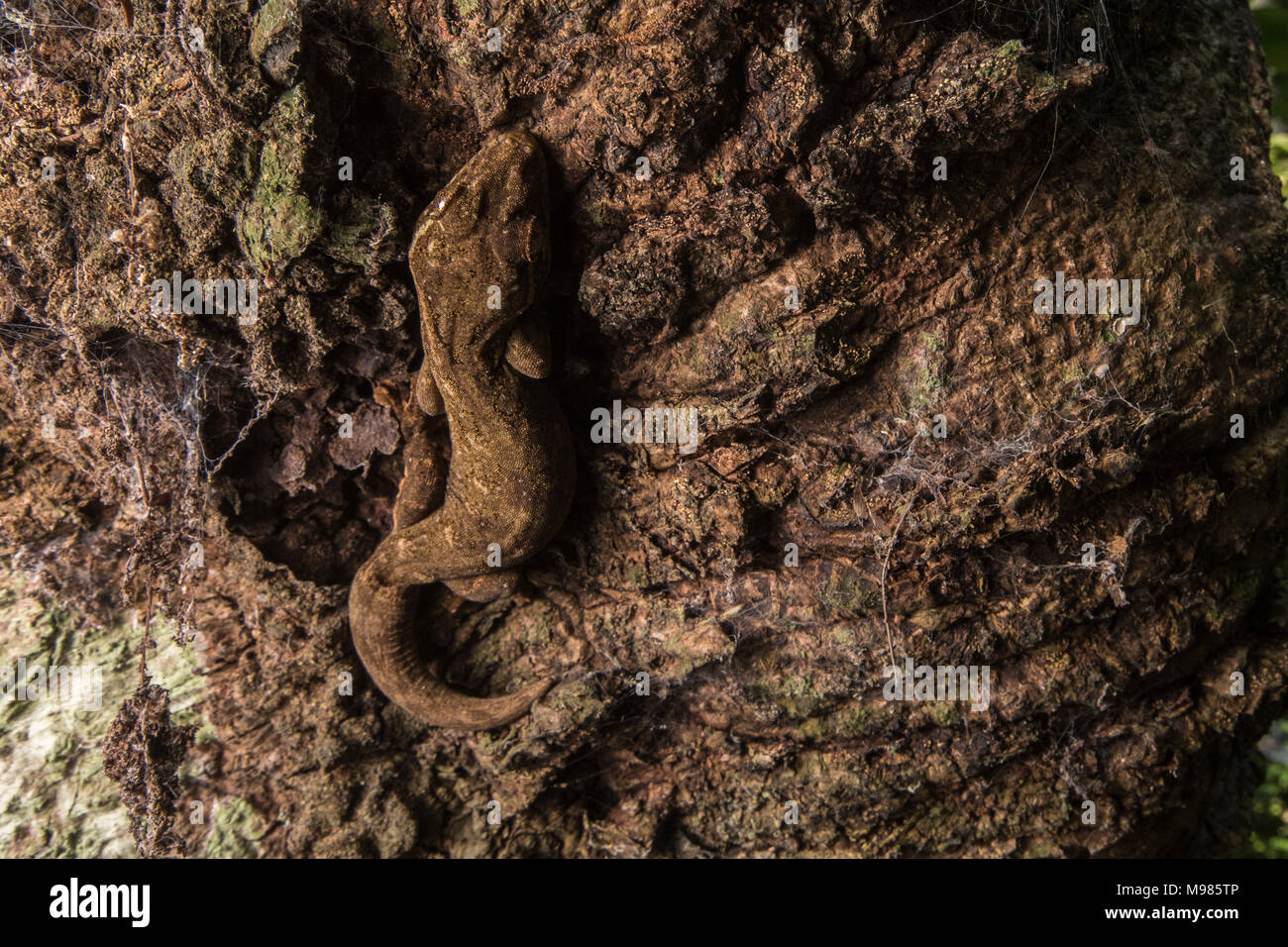 Eine südliche Rübe tailed Gecko (Thecadactylus solimoensis) verbirgt sich im normalen Anblick durch Ausblenden auf der Rinde eines Baumes. Stockfoto