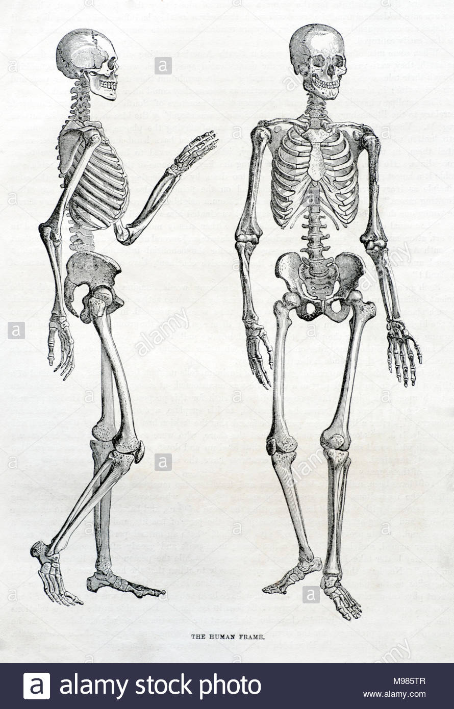 Menschliches Skelett Abbildung von c 1800s Stockfoto