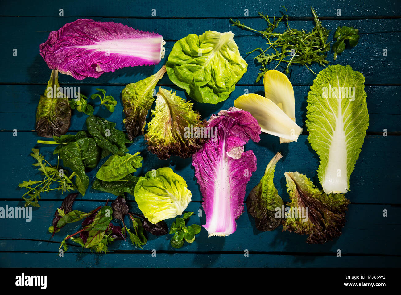 Blätter von verschiedenen Arten von Salaten Stockfoto