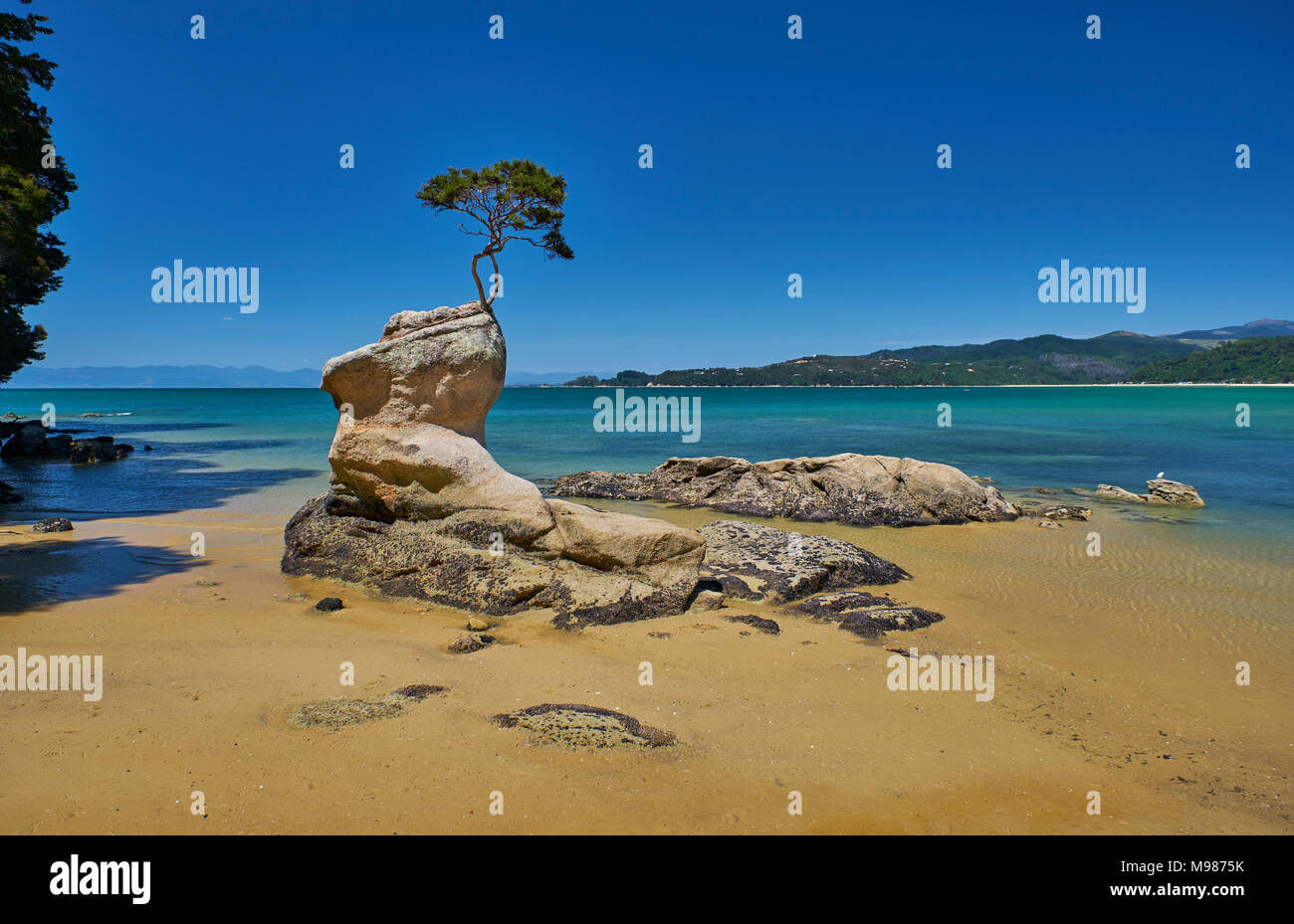 Neuseeland, Südinsel, Abel Tasman National Park, Baum auf den Felsen am Strand Stockfoto