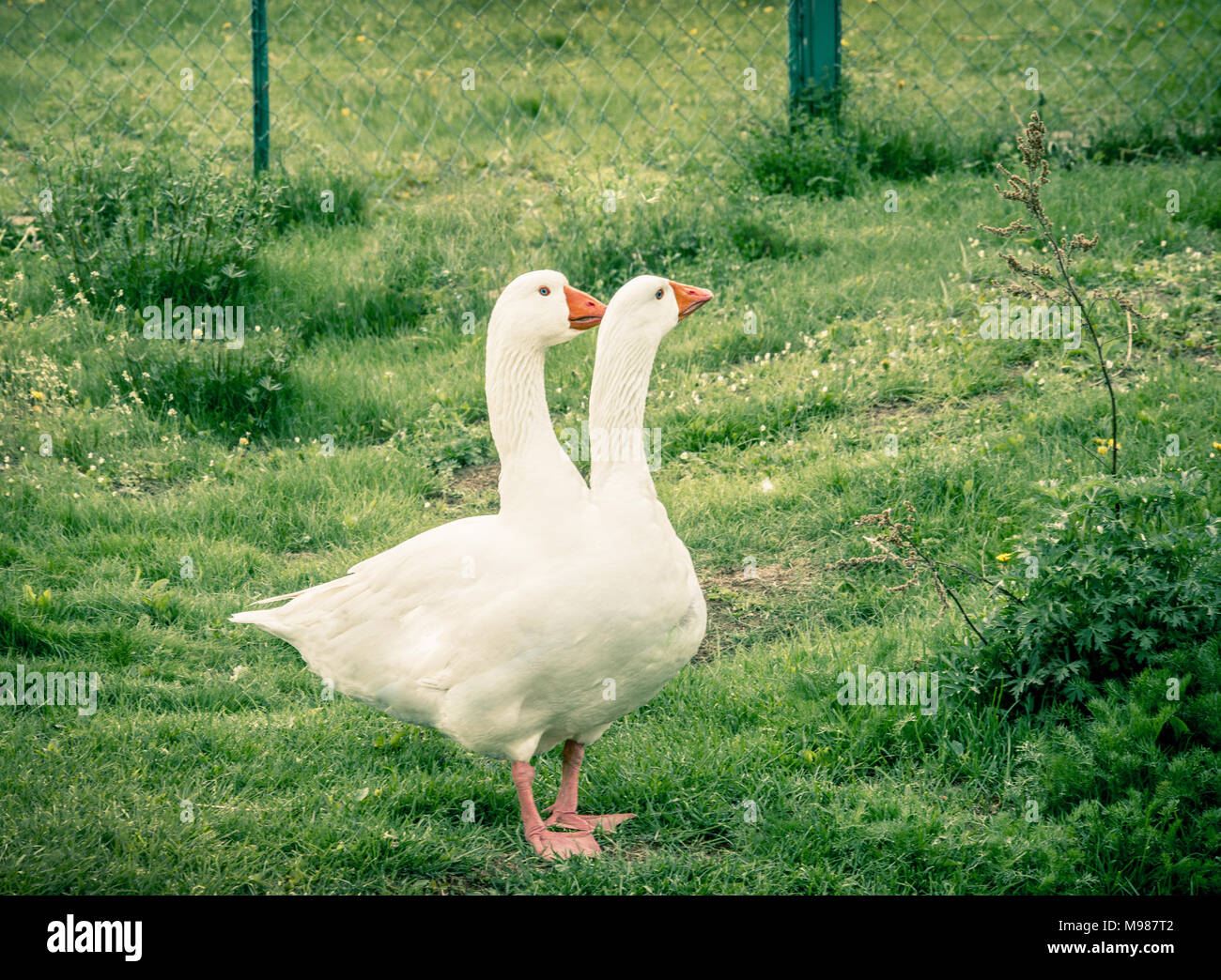 die zweiköpfige Gans Stockfoto