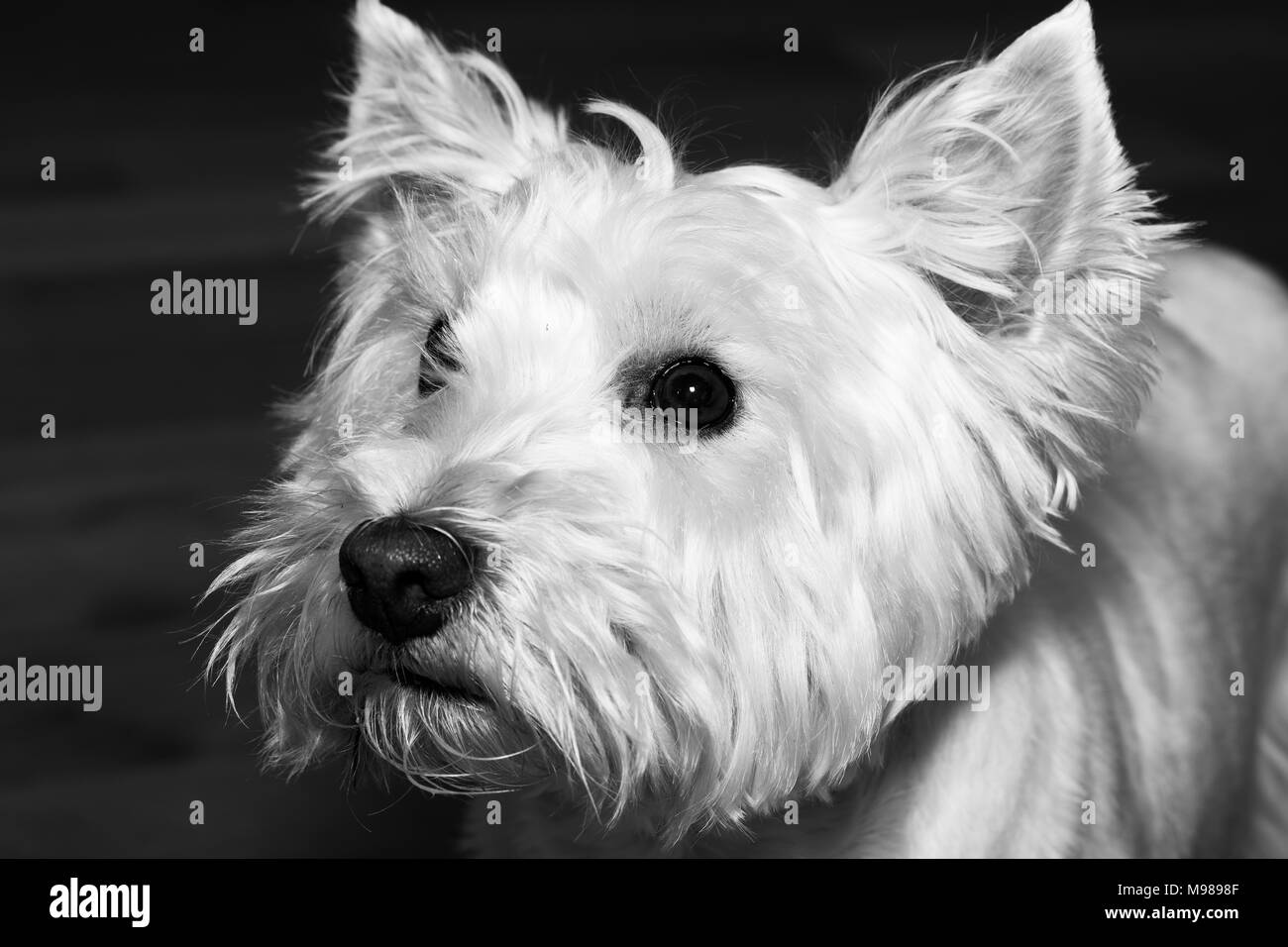 West Highland White Terrier Zucht. Süß und verspielter Hund, haarigen Monster, schöne Stockfoto