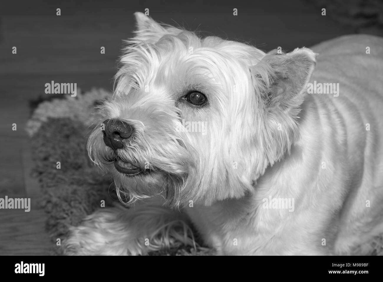 West Highland White Terrier Zucht. Süß und verspielter Hund, haarigen Monster, schöne Stockfoto
