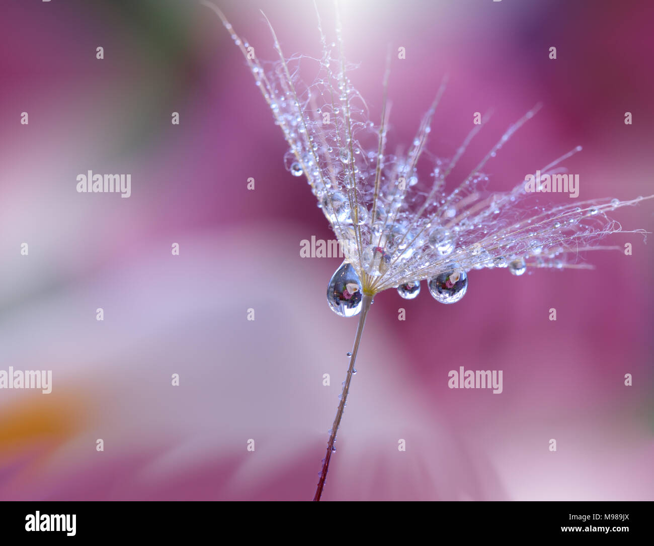 Abstrakte Makro Foto mit Löwenzahn und Wassertropfen. Drucken für Tapeten. Floral fantasy Design. Ruhige abstrakte closeup Kunst Fotografie. Moderne Kunst. Stockfoto